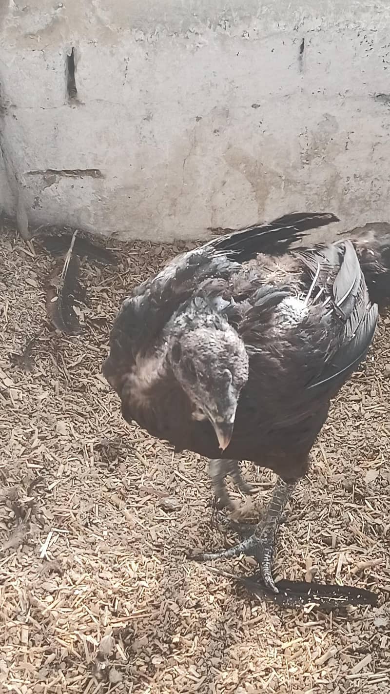Full Black Dragon chicks 6