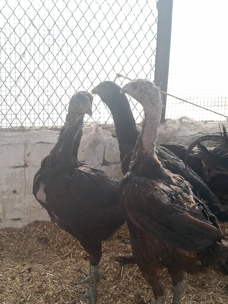Full Black Dragon chicks 7