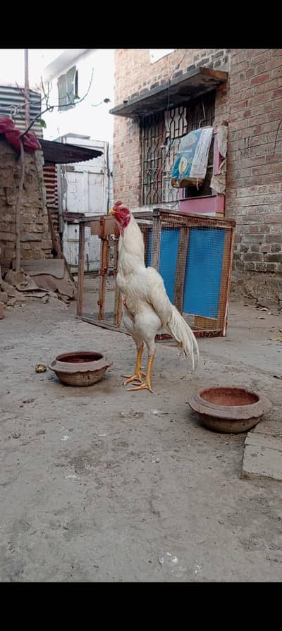 German Oh-Shamo Male available