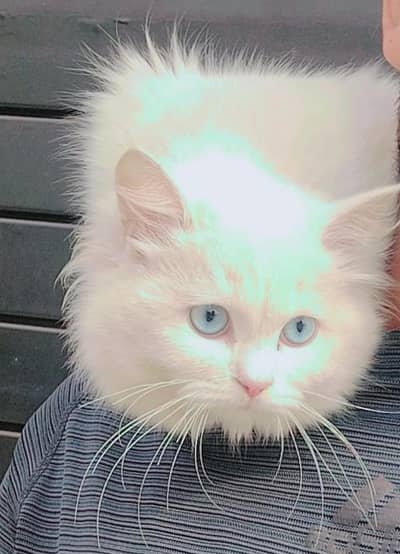 Persian blue eye's cat
