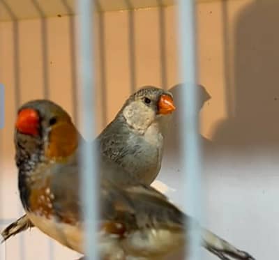 Snow White/Orange/ Black Breasted/2B/BB Pairs