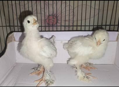 Blue/Black/white bantam + Brahma + Buff chicks