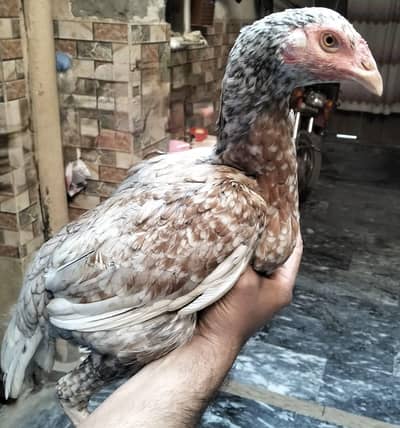 Aseel Salaiti Hen eggs day rahi