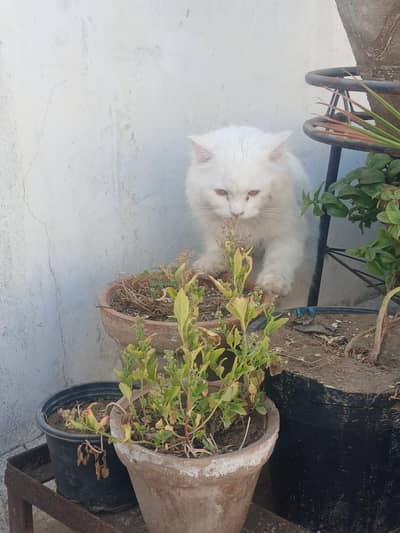 white persian cat  doll face