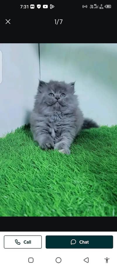 Persian cat for sale male or female my WhatsApp 03297552620