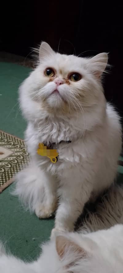 near to peke Persian male cat up for stud service