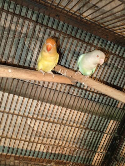 Love Birds Albino
