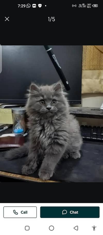 Persian cat for sale male or female my WhatsApp 03297552620