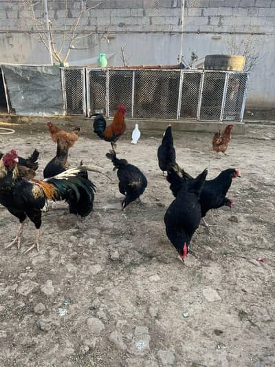 desi murghi /golden misri egg/golden misri hen / desi hen  /مرغی