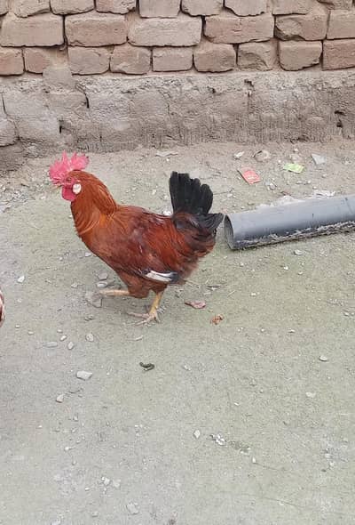 One Native Cock . Plz Contact on WhatsApp