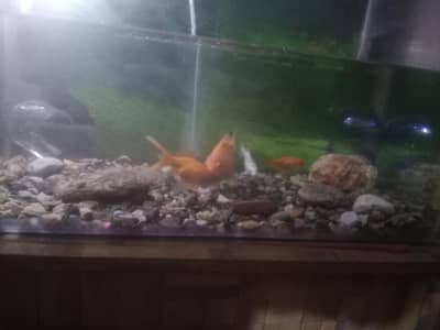 aquarium with fishes are selling