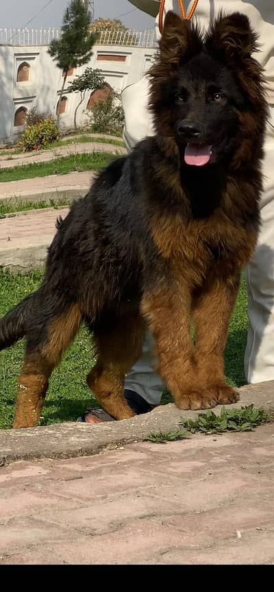 Propar long coat heve bone structure, black marks show quality female