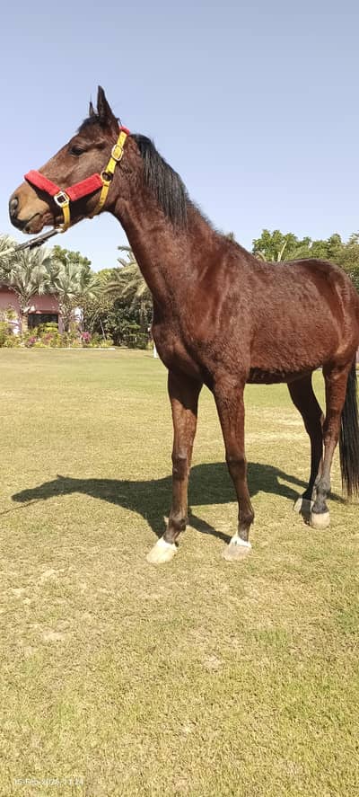 03150438631/03317016916