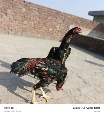 Urgent Sale aseel shamu