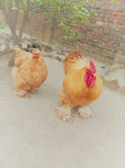 golden heavy buff imported blood line breeder pair available