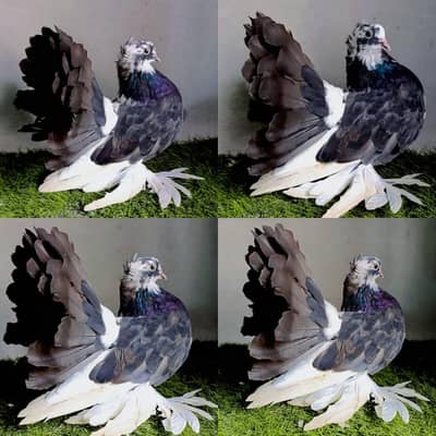 3 Adult Males Fantails