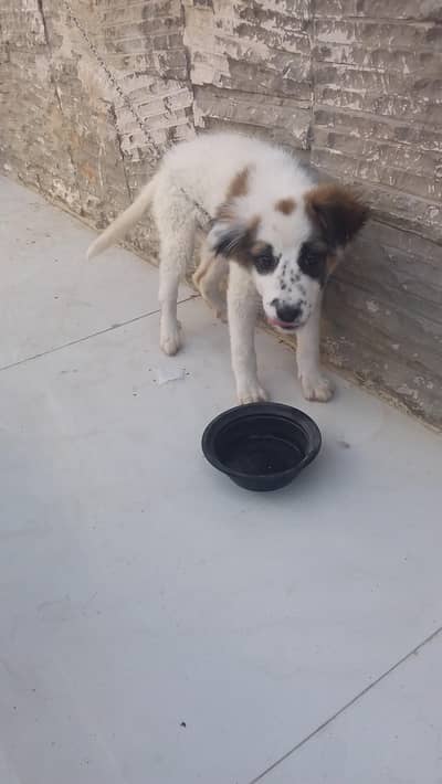 cute friendly silent female puppy dog