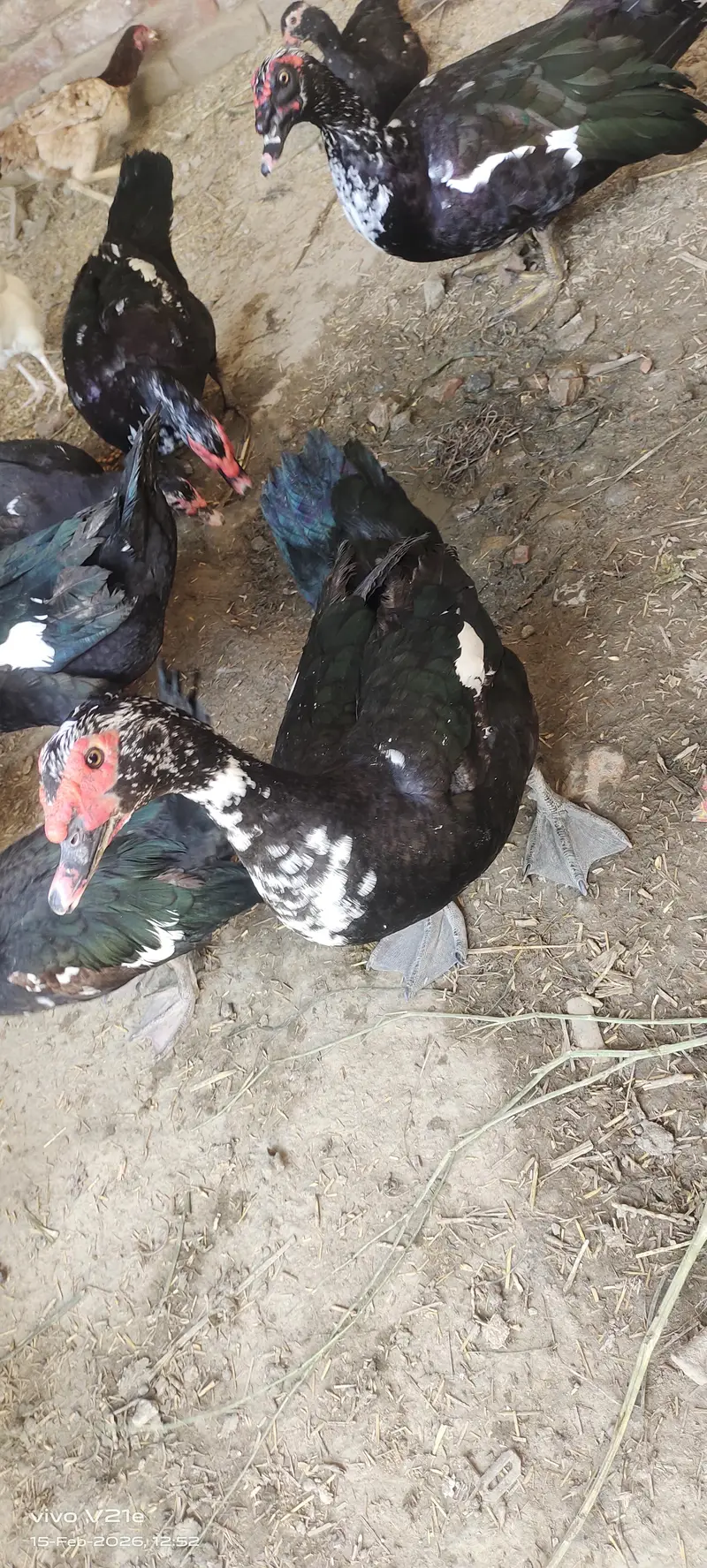 Muscovy Ducks