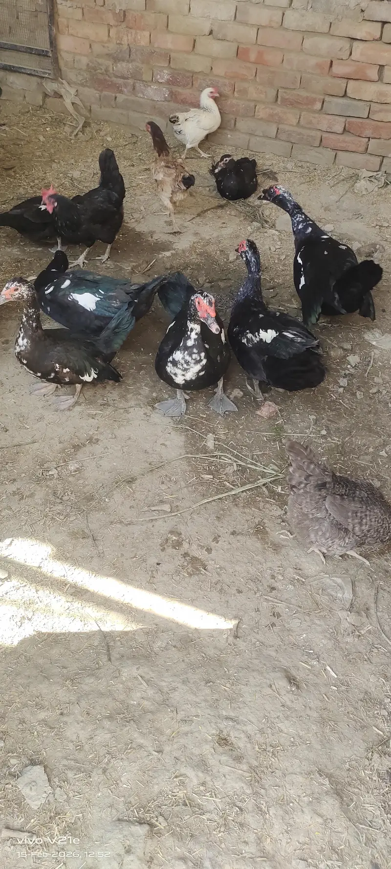 Muscovy Ducks — photo 2