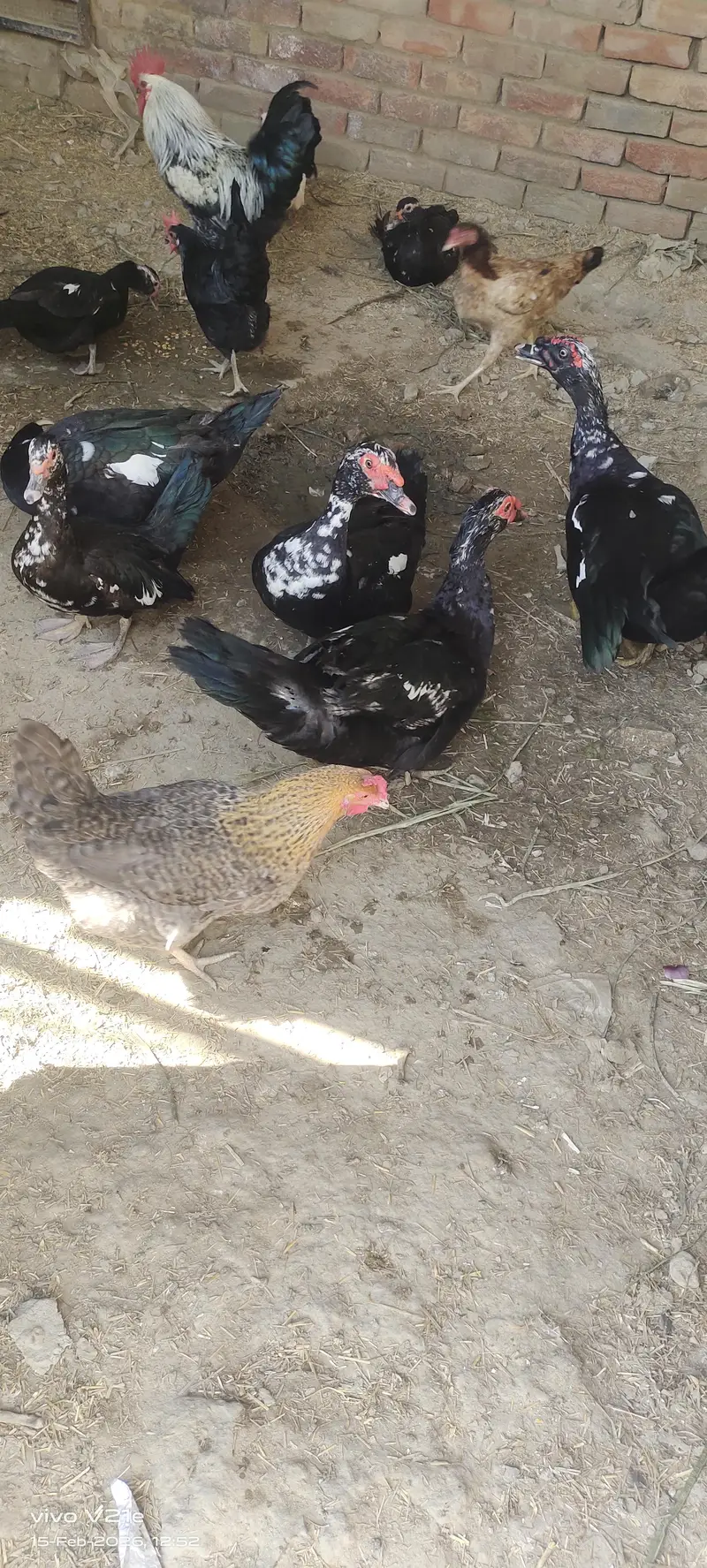 Muscovy Ducks — photo 3