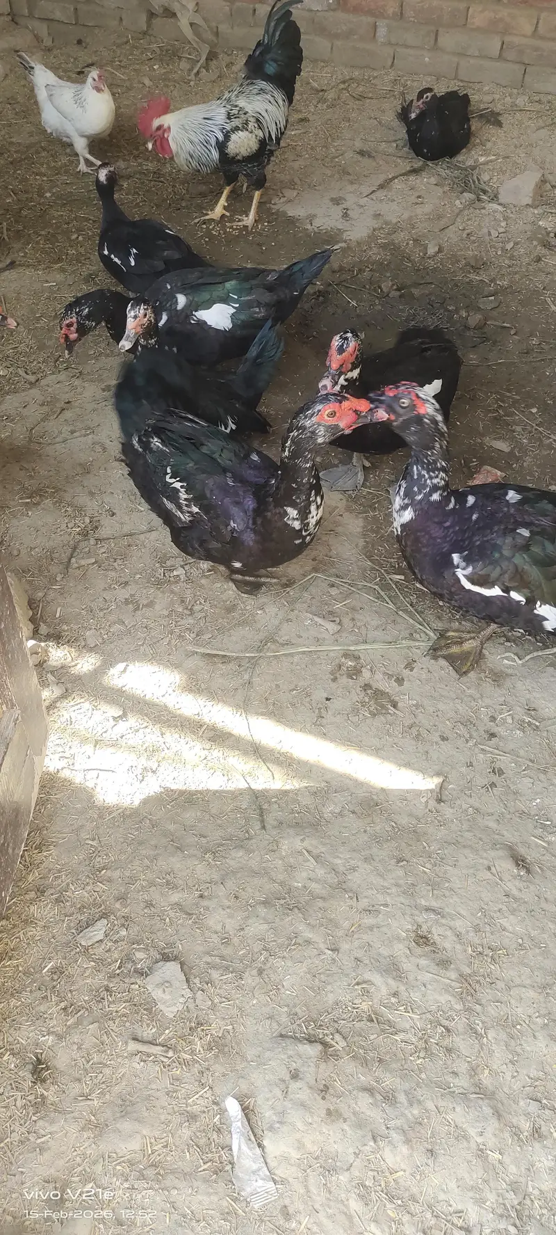 Muscovy Ducks — photo 4