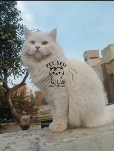 Persian breed cat for sale cash on delivery available