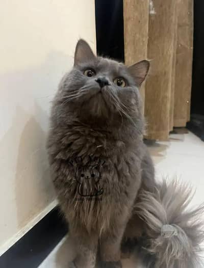 Persian breed cat for sale cash on delivery available