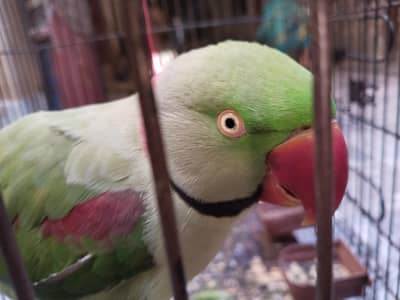Hand-tamed and talking parrots for sale