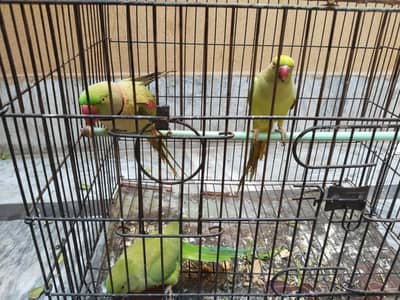 Three Hand-tamed and talking parrots for sale