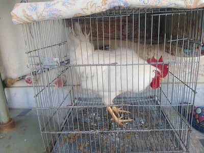 Hen (Male) want to sale.