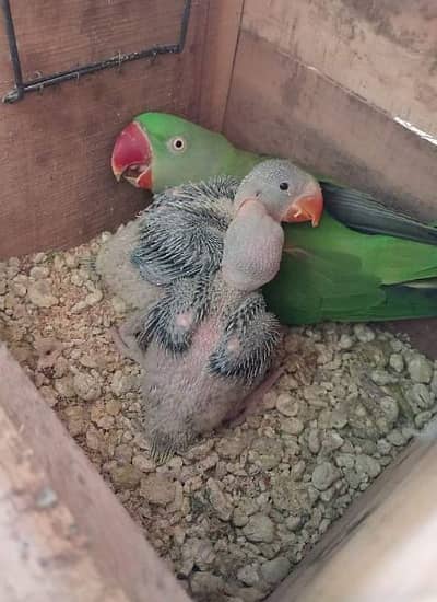 Raw pin feather chiks jamboo size