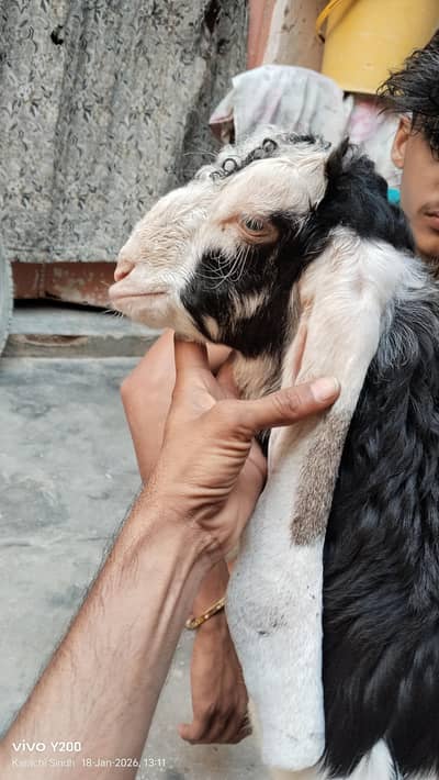 3 ghar k bachay  hay