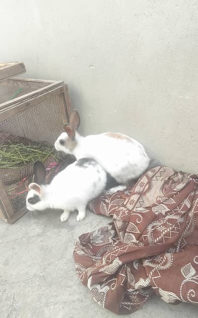 Rebbits for sale pair #