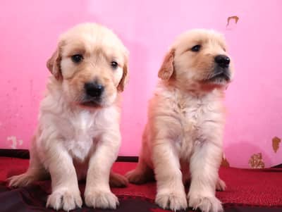 CUTE GOLDEN RETRIEVER PAIR AVAILABLE FOR SALE