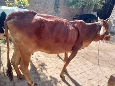 saheewali bachrii khalii ha dood ni da ree best qurbani k lia