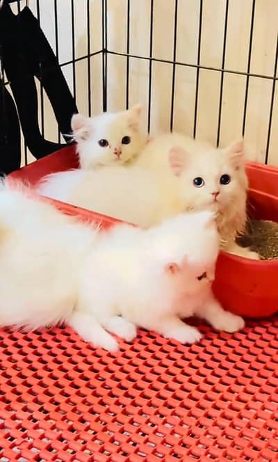 Persian Cats & Kittens for Sale may WhatsApp 03472175246
