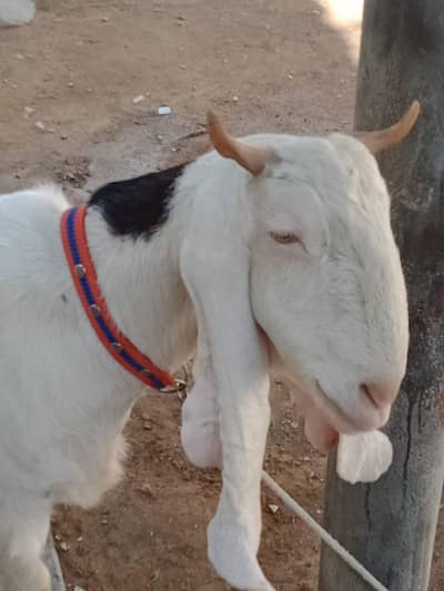 Gulabi Ablug ghaban Bakri | Goat | for sell