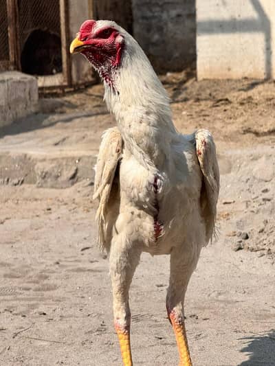 White Aseel shamo quality bird contact in 03146026304