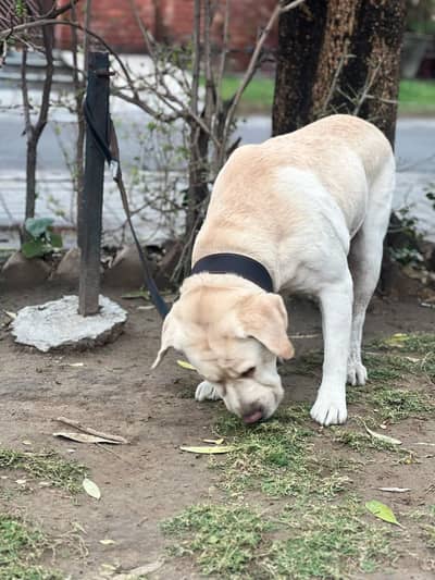 Top class Labrador