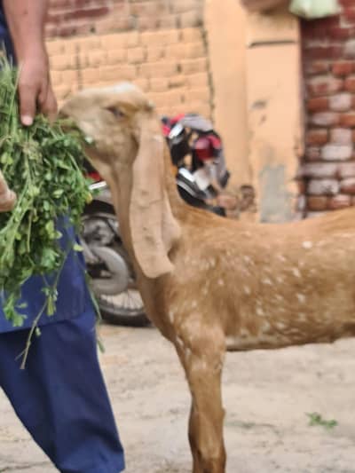 Makhi chini path for sale 2 pathname for sale