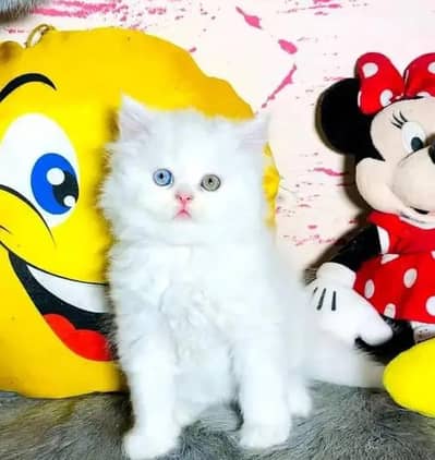 Persian female kitten for sale My WhatsApp number 03 25 022 67 56