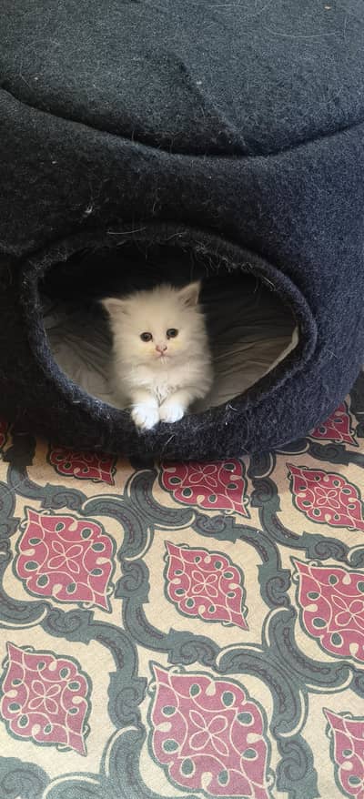 Persian kittens for sale