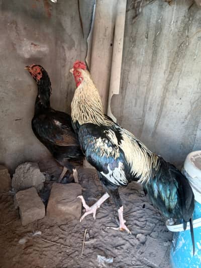 Mian Wali Aseel Pair