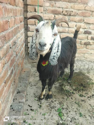 doodh wali bakri sath 2 Bache ek mail ek femail