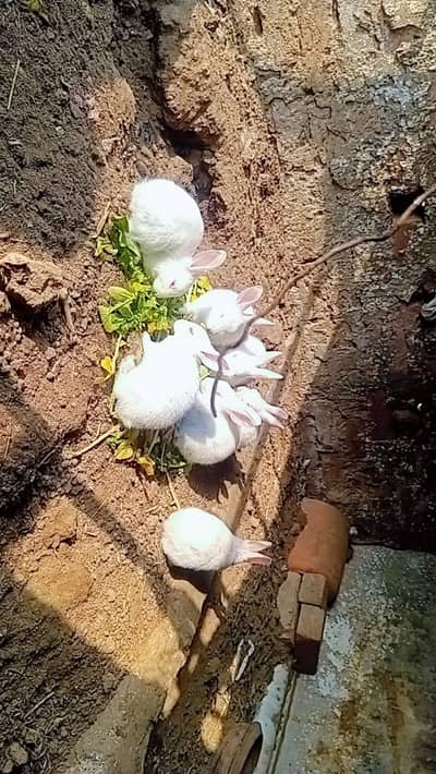 red eyes beby rebits for sale