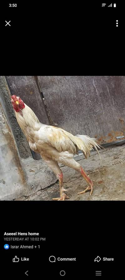 Aseel male and female 03143571773