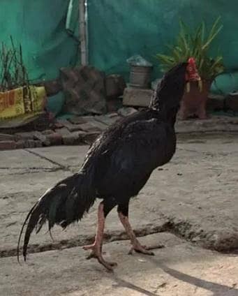 paper white murghe & other Aseeles murghay Murghian one blac lAserles