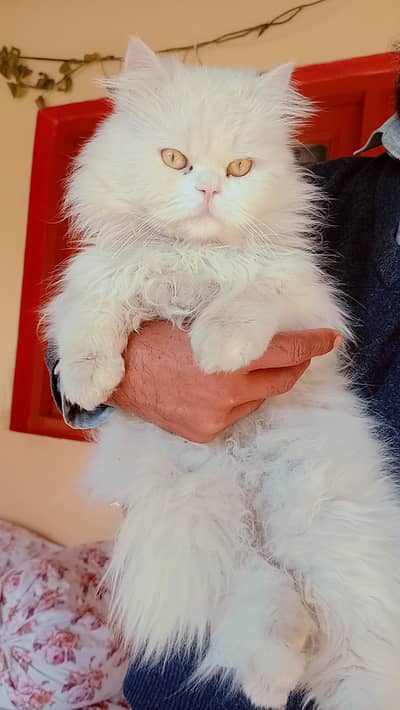 Persian male cat (semi punch)