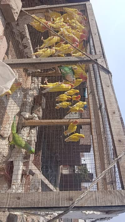 love birds coman altino