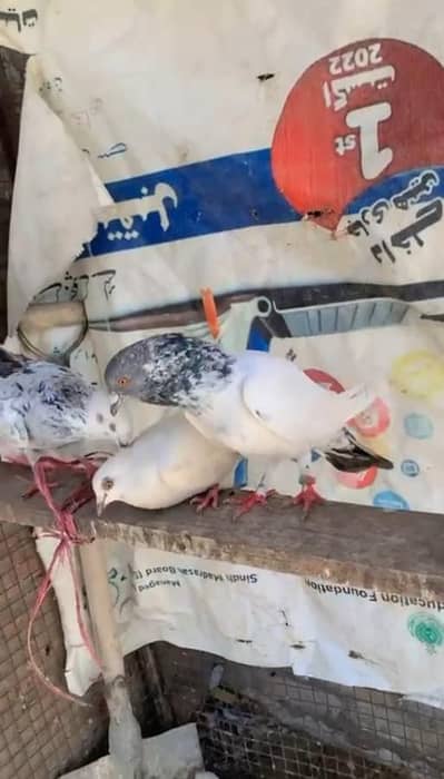 16 pice ha sub ak batt Dana ha pr pice 450 location mirpurkhas